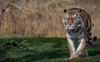 Tiger walking lush green field 3 - a lush green field next free wallpaper