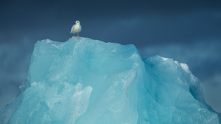 Seagull iceberg ocean cloudy sky - a seagull free wallpaper for desktop