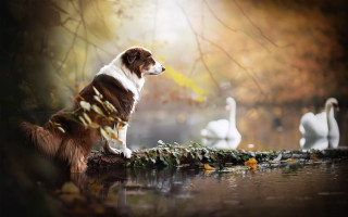Dog log water swan branch - a dog free wallpaper