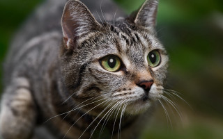Cat green eyes macro animal 2 - a blurry background of grass and bushes free wallpaper