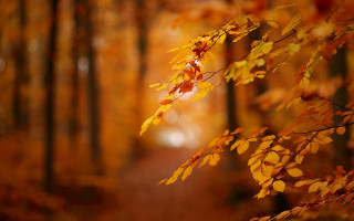 Forest path autumn leaves blurry - color field free wallpaper