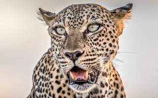 Leopard open mouth teeth camouflage - a leopard free wallpaper