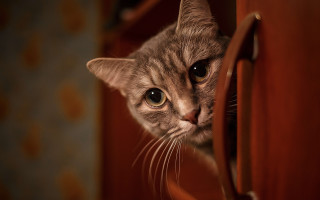 Cat peeking cabinet door portrait - its head free wallpaper