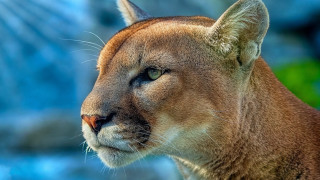 Mountain lion closeup blurry background 3 - a blurry background of trees free wallpaper
