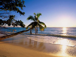 Palm tree beach sun person - beach free wallpaper