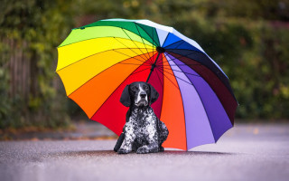 Dog umbrella rain kimono blurry - closed free wallpaper