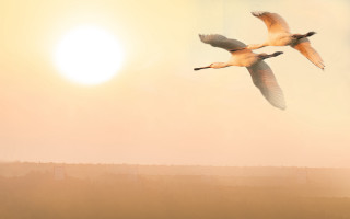 Birds sun moon foggy sky - cinematic matte painting free wallpaper