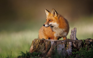 Red fox on stump in - a red fox free wallpaper