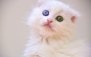 White cat blue green eyes - symmetrical eye free wallpaper