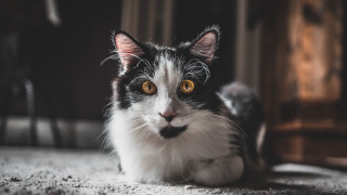 Black white cat yellow eyes 21 - yellow eye free wallpaper