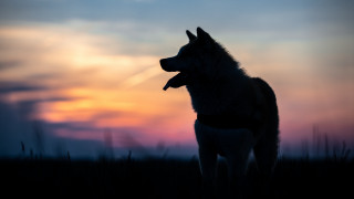 Dog field sunset clouds grass - a dog free wallpaper for desktop