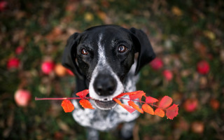 Dog stick leaves looking up - a stick free wallpaper