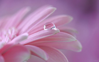 Flower waterdrop pink background macro - a water drop free wallpaper