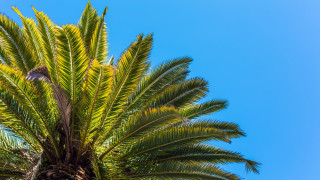 Palm tree bird blue sky - a palm tree free wallpaper