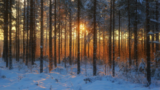 Snowy forest sunset cityscape ferris - lot of trees free wallpaper