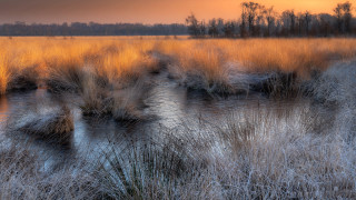Field tallgrass water trees sunset - free winter wallpaper