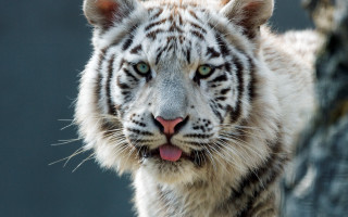 White tiger tongue out black - a white tiger free wallpaper
