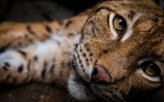 Cat couch photorealistic blurry depthoffield - its eye free wallpaper