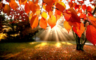Tree leaves sunbeam background light - light free wallpaper