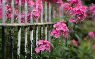 Pink flowers fence garden macro - green grass free wallpaper