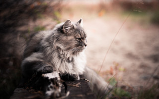 Cat log woods distant look - in the wood free wallpaper