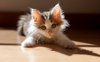 Kitten curious eye sunlight photorealistic - sunlight free wallpaper