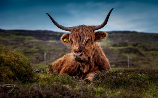 Long haired cow horns laying - large horn free wallpaper