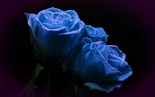 Blue roses vase glowing gothic - the other free wallpaper