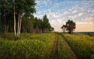 Dirt road field trees grass 2 - adobe lightroom free wallpaper