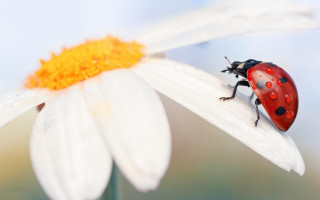 Ladybug whiteflower daisy yellowcenter macro - a lady bug free wallpaper
