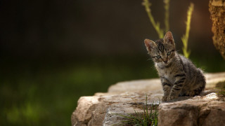 Small kitten rock tree grass 2 - a rock next free wallpaper