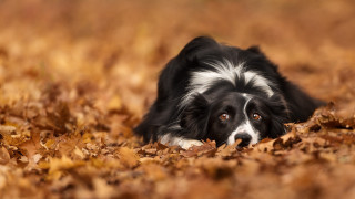 Black white dog leaves autumn - a pile of leaves free wallpaper