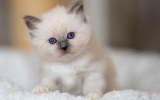 White kitten blue eyes curious 10 - a small white kitten free wallpaper