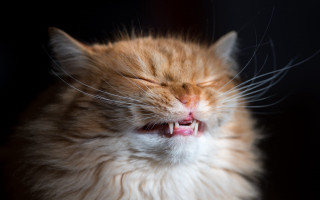 Cat closed eyes open mouth 2 - mouth open free wallpaper