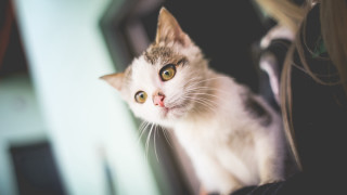 Black cat woman lap jigsaw - felix octavius carr darley free wallpaper