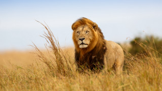 Lion field tallgrass blue sky - a lion free wallpaper for desktop