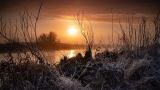 Sunset lake bushes birds forest - grass and bushes free wallpaper