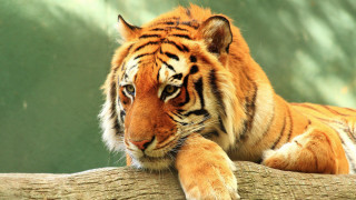 Tiger tree branch paw looking - the tree branch free wallpaper