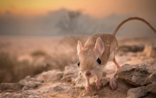 Mouse rock desert sunset blurry - a mouse free wallpaper