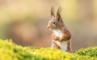 Squirrel tiltshift green moss flower - green moss free wallpaper