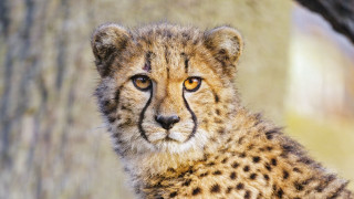 Cheetah cub portrait blurry background - free cats wallpaper
