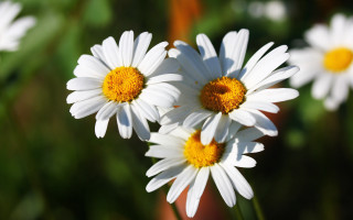 White flowers field bokeh macro 2 - yellow center free wallpaper