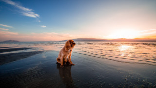 Dog beach sunset reflection ocean - the background and the water free wallpaper