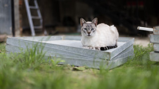 Cat metalbox grass building ladder - the grass next free wallpaper