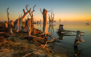 Dead trees water sunset fog - dead free wallpaper for desktop