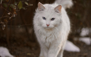 White cat blue eyes walking - majestic free wallpaper