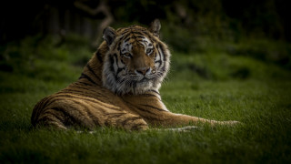 Tiger serious look grass wildlife - free cats wallpaper