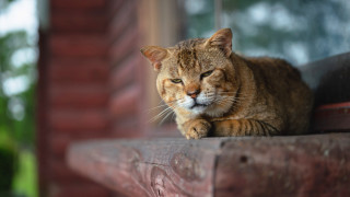 Cat sillouette blurry background photorealistic - a window sill free wallpaper