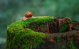 Snail mossy log forest macro - a snail free wallpaper