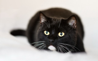 Black cat yellow eyes bed 4 - a black cat free wallpaper